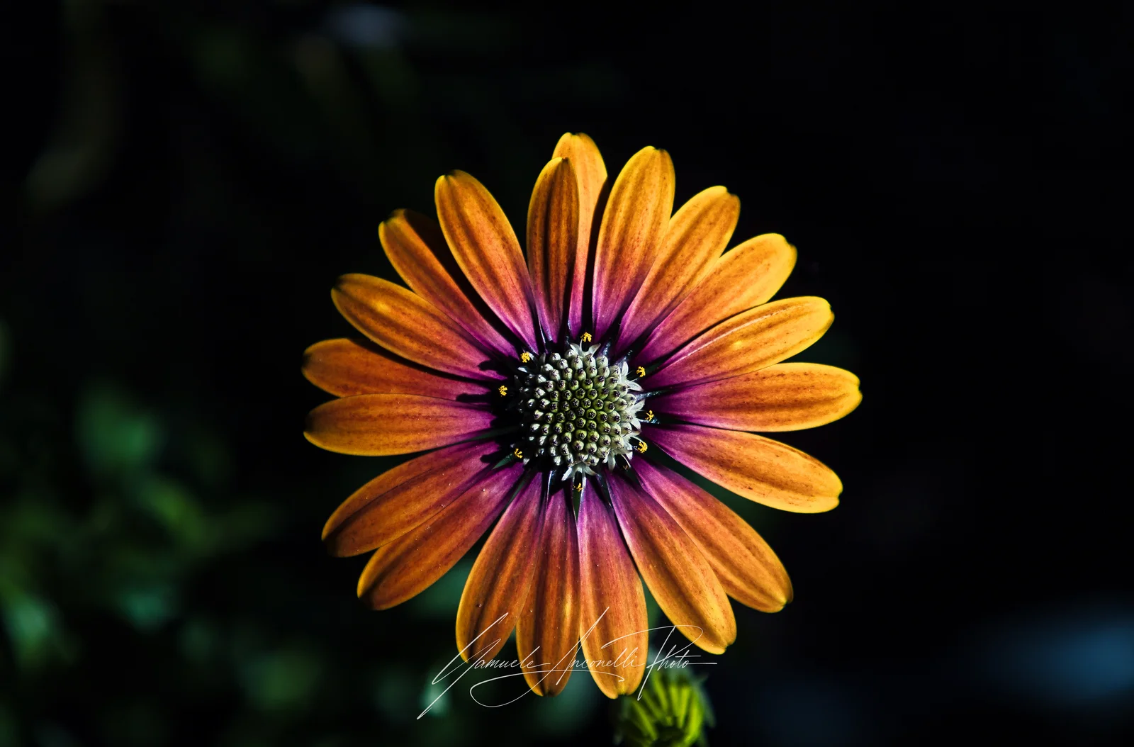 Flora della Vena del Gesso